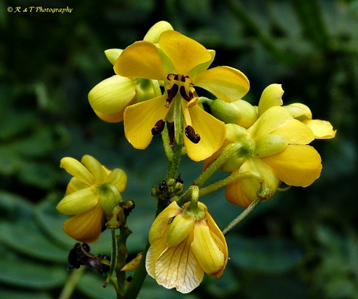 {Senna marilandica}